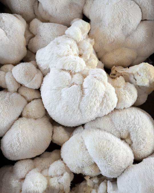 Lion's Mane Mushroom
