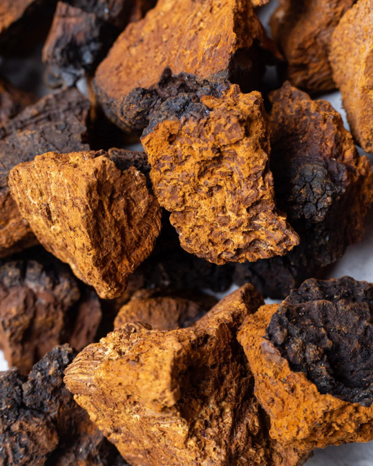 Chaga Mushroom
