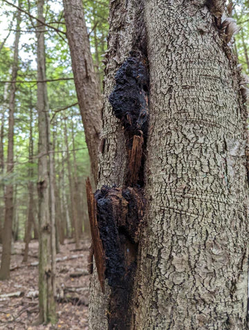 Chaga Mushroom